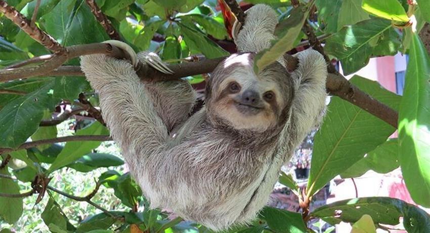 Sloth, Rio Celeste 8-Hour Hike