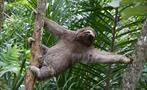 Sloth, Rio Celeste 8-Hour Hike
