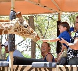 Tour de Safari y Cataratas