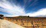 vineyard in Segovia - tiqy, Segovia with a Small Group with a Glass of Wine in Your Hand
