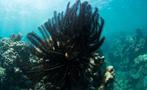 snorkeling in cairns black, Snorkel en Cairns