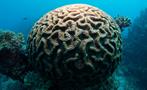 snorkeling in cairns coral brain, Snorkel en Cairns