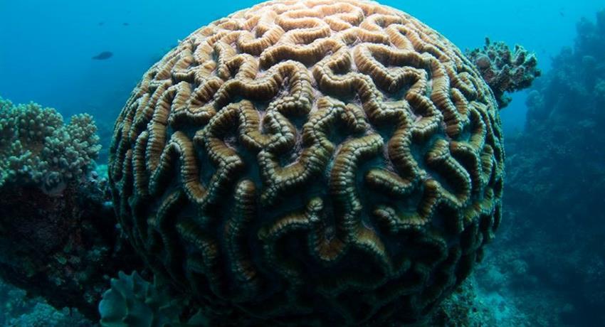 snorkeling in cairns coral brain, Snorkel in Cairns
