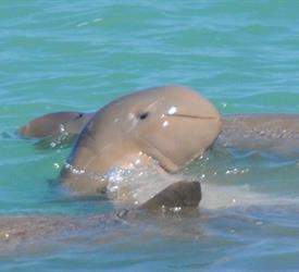 Snubfin Dolphin Eco Tour