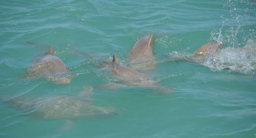 snubfin dolphin tiqy, Snubfin Dolphin Eco Tour