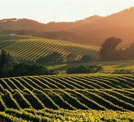 Sonoma Valley Wine Tour