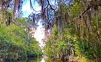 Great view of the swamp during the morning tour, Swamp Boat Tour