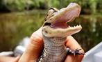 Alligator Close Up - Tiqy, Tour en Bote de Pantano