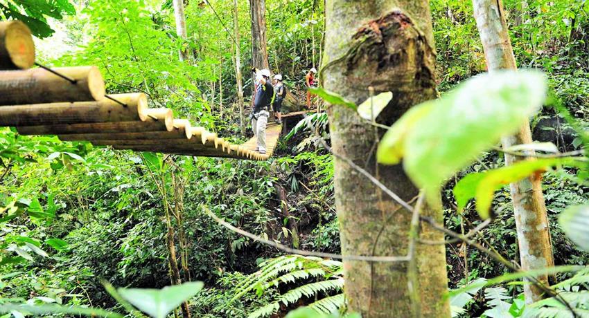 jungle adventure brigdes, The Jungle Adventure 