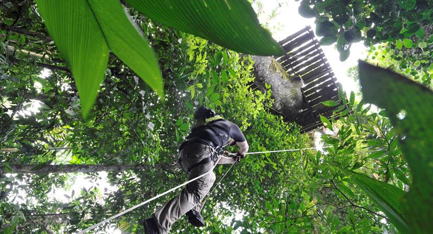 jungle adventure canopy, The Jungle Adventure 