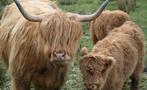 highland cows tiqy, Lo Mejor de Escocia en un Día