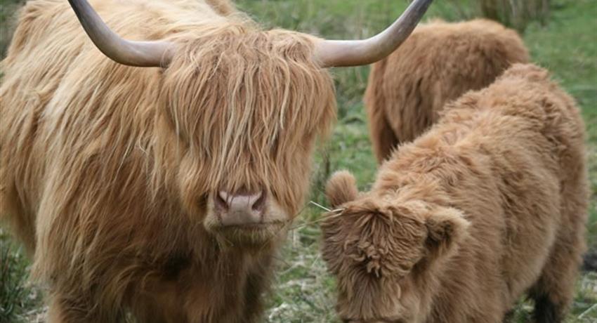 highland cows tiqy, Lo Mejor de Escocia en un Día