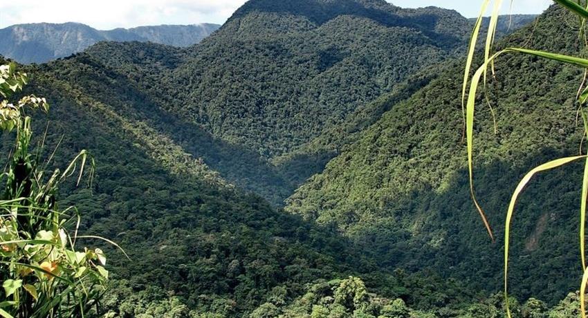 view of a beautiful mountain, The Kingdom of Rainforests and Tropical Fauna