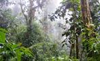 rainforest in Costa Rica, The Kingdom of Rainforests and Tropical Fauna