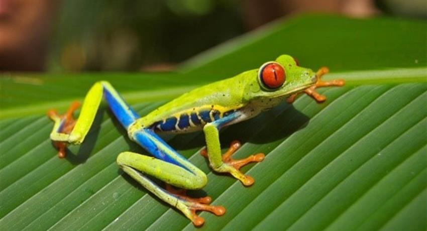 green frog, The Kingdom of Rainforests and Tropical Fauna