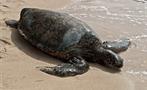 marine turtle in the beach, Tortuguero National Park 