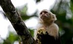 a monkey eating its fruits, Tortuguero National Park 