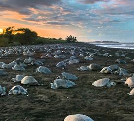 Avistamiento de Tortugas en Playa Ostinal