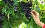 Valpolicella Wineries Day Tour with Lunch tiqy, Valpolicella Wineries Day Tour with Lunch
