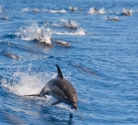 Safari de Ballenas y Delfines
