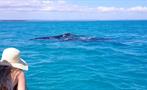 whale tiqy, Whale Swim and Watch 