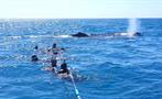 snorkel tiqy, Whale Swim and Watch 