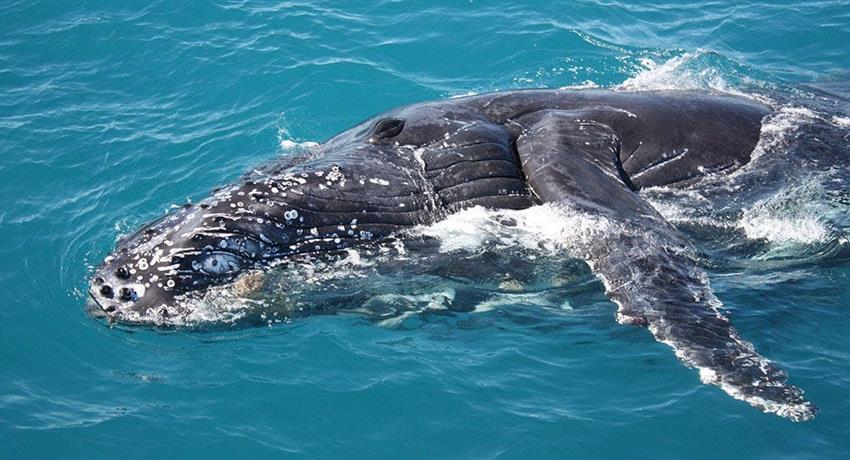 Whale Watching and Sunset Cruise tiqy, Whale Watching and Sunset Cruise 