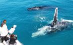 Whale Watching and Sunset Cruise tiqy, Whale Watching and Sunset Cruise 
