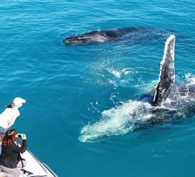 Whale Watching and Sunset Cruise 