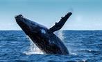 A Humpback Whale saying "hello there", Avistamiento de Ballenas en Boca Chica
