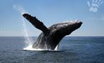 High five, Whale Watching in Boca Chica