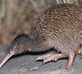 Wild Kiwi Encounter 