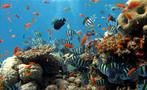 Beautiful fishes in coral reef - Tiqy, Snorkeling in Cahuita Coral Reef 