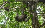 sloth in the trees - tiqy, Snorkeling in Cahuita Coral Reef 