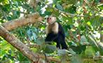 cappuccino monkey in the trees - tiqy, Snorkeling in Cahuita Coral Reef 