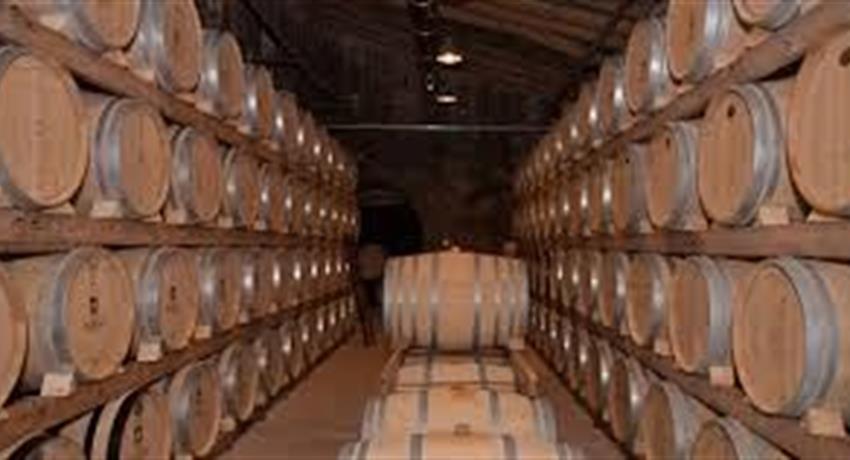 Wine Cellar, Tour Amantes del Vino