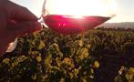 Sunsets and Wine, Wine Lovers Tour