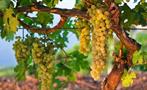 Grapes for wine, Wine Lovers Tour