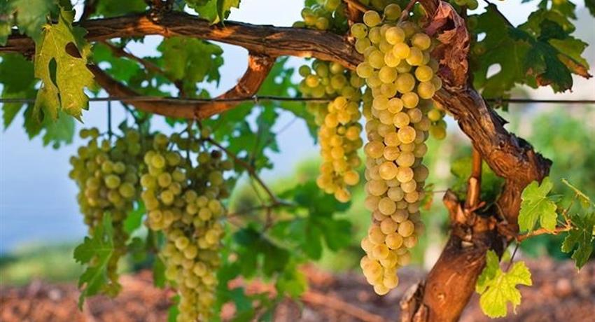 Grapes for wine, Tour Amantes del Vino