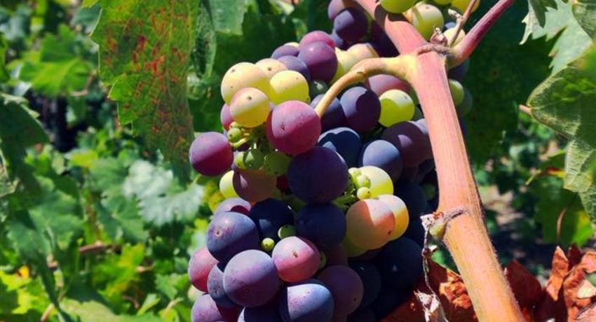Wine tasting Tiqy, Tour Degustación de Vino en Napa Valley