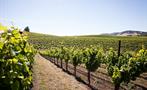 Vineyards Tiqy, Tour Degustación de Vino en Napa Valley