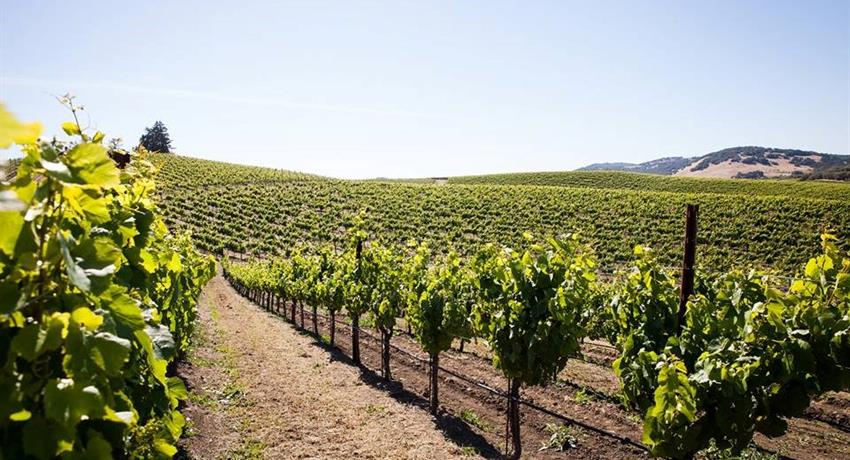 Vineyards Tiqy, Tour Degustación de Vino en Napa Valley