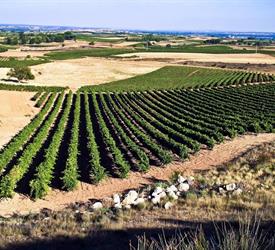 Winery Route to Ribera del Duero