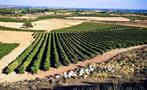 field of grapes in centenary winery - tiqy, Winery Route to Ribera del Duero