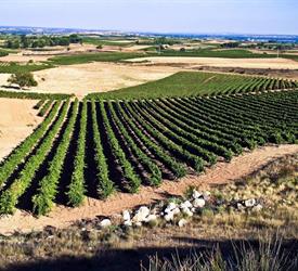 Ruta de Bodegas a Ribera del Duero