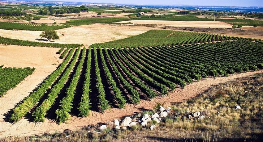 field of grapes in centenary winery - tiqy, Winery Route to Ribera del Duero