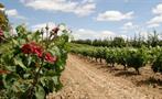 beautiful field of grape - tiqy, Winery Route to Ribera del Duero