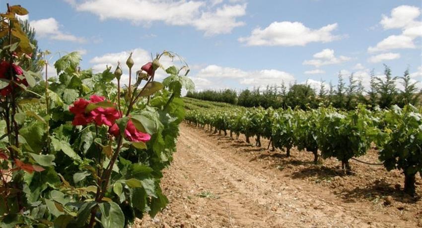 beautiful field of grape - tiqy, Winery Route to Ribera del Duero